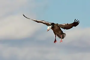 Hyperborea: Blue Morph Snow Goose