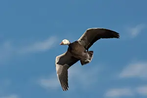 Hyperborea: Blue Morph Snow Goose