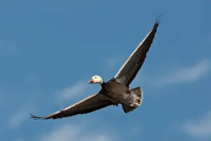 Hyperborea: Blue Morph Snow Goose