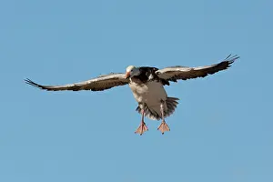 Hyperborea: Blue Morph Snow Goose
