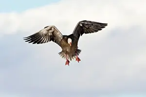 Hyperborea: Blue Morph Snow Goose