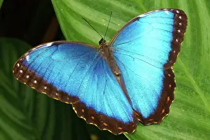 Jose: Blue Morpho