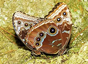 Copulate: Blue Morpho Butterflies Mating