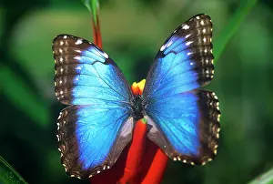 Peleides: BLUE MORPHO BUTTERFLY