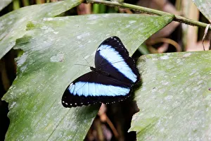 Morpho: Blue Morpho Butterfly