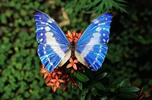 Morpho: Blue MORPHO Butterfly