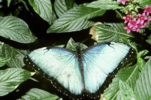 Peleides: Blue Morpho Butterfly