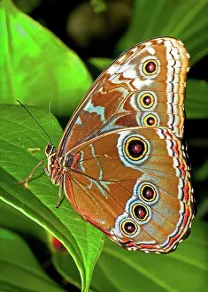 Peleides: Blue Morpho Butterfly