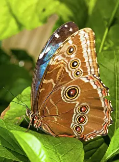 Eyespots: Blue Morpho Butterfly