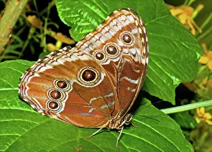 Peleides: Blue Morpho Butterfly