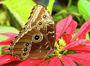 Peleides: Blue Morpho Butterfly