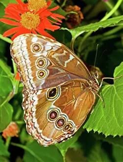 Peleides: Blue Morpho Butterfly