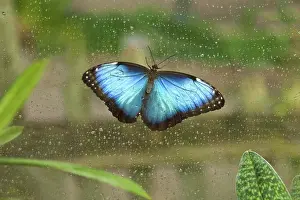 Eyespots: Blue Morpho Butterfly