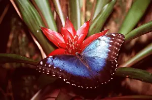 Shiny: Blue Morpho Butterfly