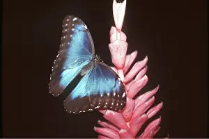 Morpho: Blue Morpho Butterfly