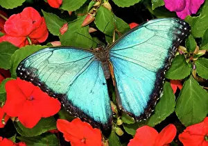 Rhopalocera: Blue Morpho Butterfly