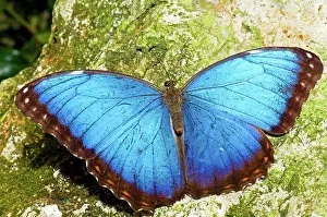 Jungles: Blue Morpho Butterfly