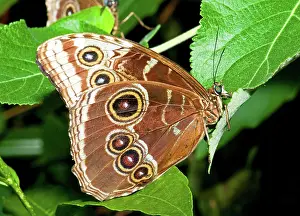 Morpho: Blue Morpho Butterfly