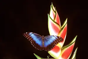Morpho: BLUE MORPHO BUTTERFLY - On flower