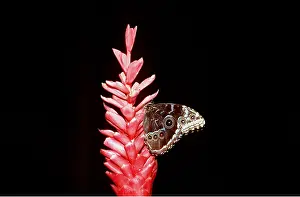 Morpho: Blue Morpho Butterfly - On pink flower