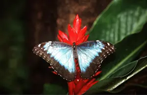 Morpho: BLUE MORPHO BUTTERFLY - on red flower