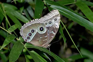 Peleides: Blue Morpho Butterfly - resting, showing underwing pattern