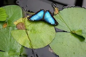 Pads: Blue Morpho Butterfly - resting on waterlily pads