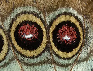 Nymphalid: Blue morpho butterfly wings