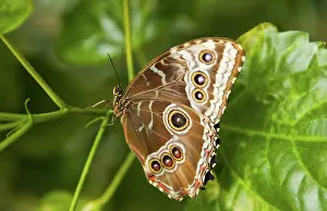 Folded: Blue Morpho Butterfly with Wings Folded