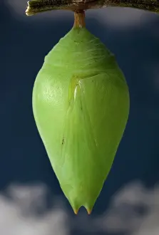 Peleides: Blue morpho chrysalis