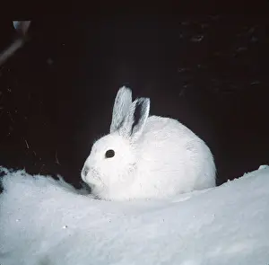 Eric Dragesco: Blue / Mountain HARE - in snow