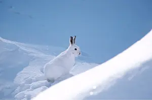 Hares: Blue / Mountain HARE - in winter