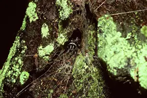 Funnel: Blue Mountains Funnel-web Spider - female at her