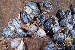 Filter: Blue Mussels
