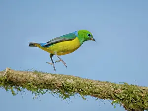Naped: Blue-naped Chlorophonia Chlorophonia cyanea Atlantic