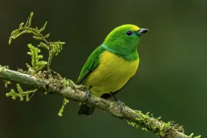 Naped: Blue-naped Chlorophonia, Sierra Nevada de Santa