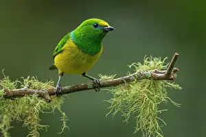 Naped: Blue-naped Chlorophonia, Sierra Nevada de Santa