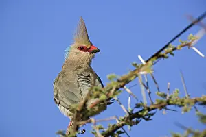 Naped: Blue-Naped Mousebird