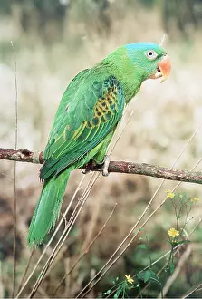 Naped: BLUE-NAPED PARROT