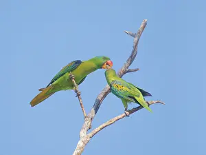 Malaysia: Blue Naped Parrot courtship feeding Tanygnathus