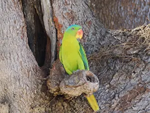 Hole: Blue Naped Parrot at nest hole Tanygnathus lucio