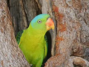 Hole: Blue Naped Parrot at nest hole Tanygnathus lucio