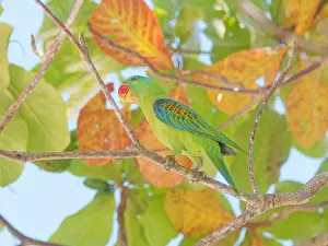 Malaysia: Blue Naped Parrot Tanygnathus lucionensis Sabah