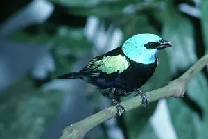 Tangara: Blue Necked Tanager