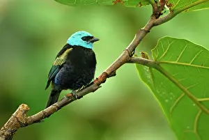Tangara: Blue-necked Tanager controlled conditions
