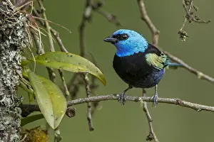 Tangara: Blue-necked Tanager (Tangara cyanicollis) Natural