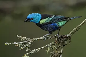 Tangara: Blue-necked Tanager (Tangara cyanicollis) Natural
