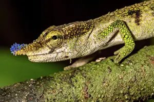 Calumma: Blue-nosed Chameleon (Calumma linotum), Montagne
