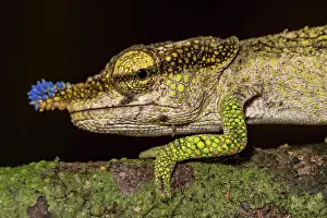 Calumma: Blue-nosed Chameleon (Calumma linotum), Montagne