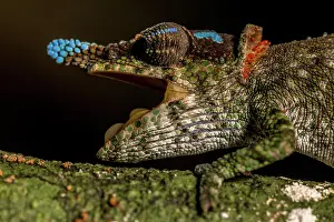 Calumma: Blue-nosed Chameleon (Calumma linotum), Montagne